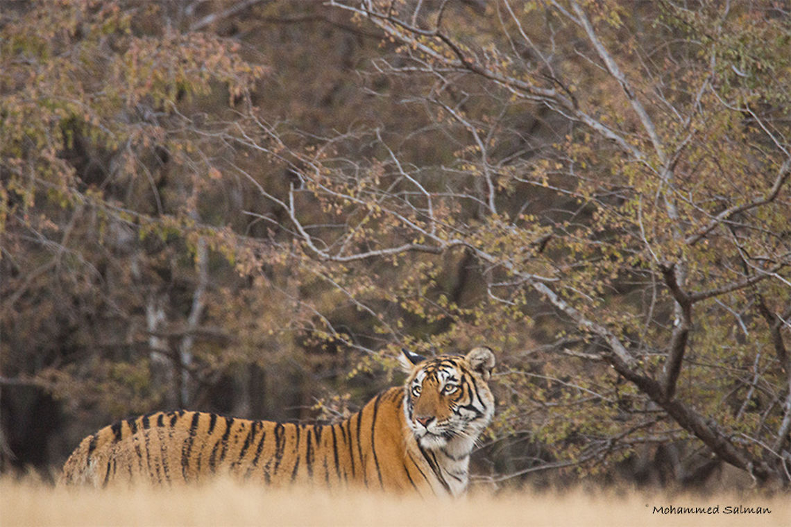 Arrow head aka Machli Junior || Ranthambore || Dec 2016.<br />
&fnof;/6.3, ISO 1600, 1/50s @ 600mm. Bengal tiger,Panthera tigris tigris