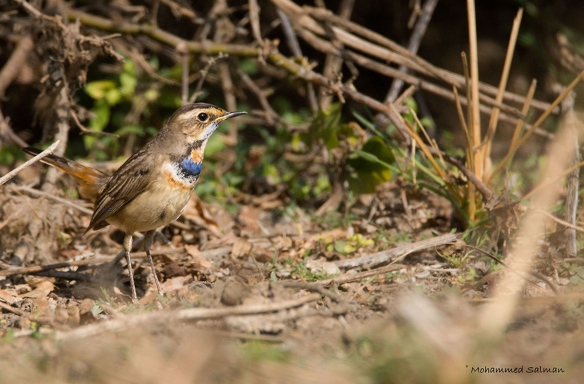 Bluethroat || Bharatpur || Dec 2016.<br />
&fnof;/6.3, ISO 800, 1/2000s @ 600mm. Bluethroat,Luscinia svecica