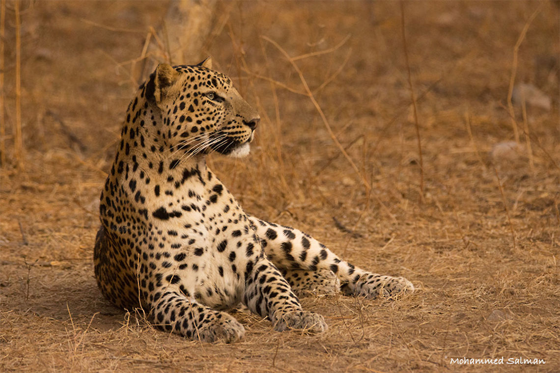 Leopard || Jhalana || Dec 2016.<br />
&fnof;/6.3, ISO 1600, 1/800s @ 400mm. Leopard,Panthera pardus
