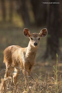 Sambar fawn || Ranthambore || Dec 2016.
ƒ/6.3, ISO 800, 1/200s @ 460mm. Rusa unicolor,Sambar