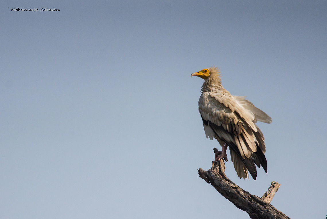 Egyptian vulture || Bharatpur || Dec 2016.<br />
&fnof;/6.3, ISO 800, 1/4000s @ 600mm. Egyptian Vulture,Neophron percnopterus