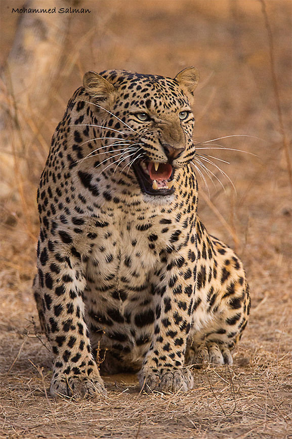 A snarl of rage || Jhalana || Dec 2016.<br />
&fnof;/6.3, ISO 1600, 1/500s @ 600mm. Indian leopard,Panthera pardus fusca