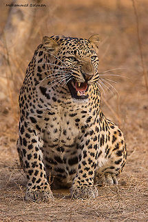 A snarl of rage || Jhalana || Dec 2016.
ƒ/6.3, ISO 1600, 1/500s @ 600mm. Indian leopard,Panthera pardus fusca
