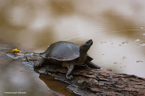 Terrapin || Nagarhole || Oct 2016.
ƒ/6.3, ISO 1600, 1/320s @ 500mm  Indian black turtle,Melanochelys trijuga