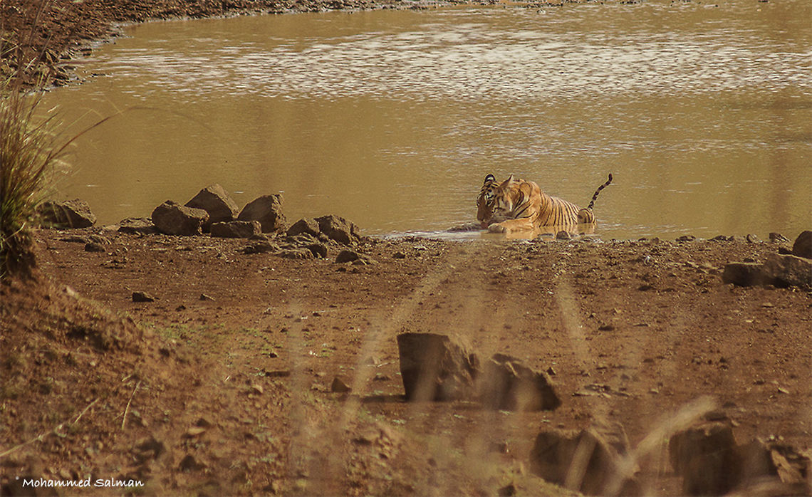 Tigress Maya, quenching her thirst Tadoba || May 2015.<br />
&fnof;/5.6, ISO 100, 1/500s @ 300mm Bengal tiger,Geotagged,India,Panthera tigris tigris,Spring