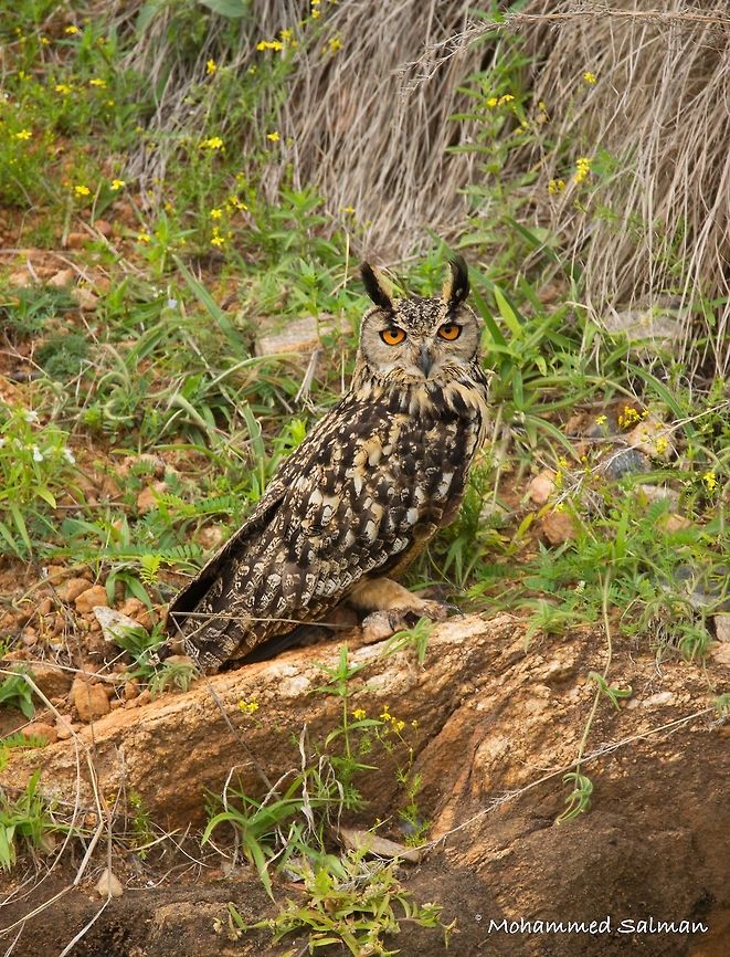 Rock eagle-owl Hospet || Aug 2016.<br />
&fnof;/6.3, ISO 250, 1/500s @ 600mm Bubo bengalensis,Indian eagle-owl