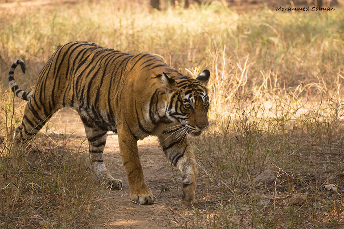 Tigress Noor Ranthambore || Dec 2016.<br />
&fnof;/5, ISO 800, 1/500s @ 150 mm. Bengal tiger,Panthera tigris tigris