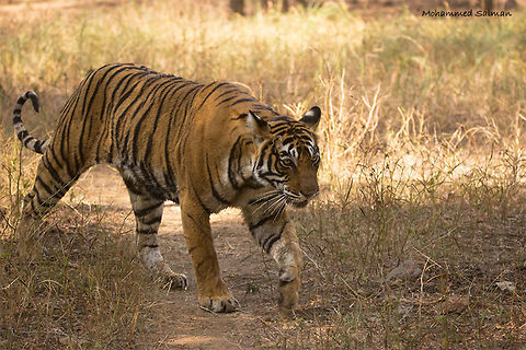 Tigress Noor Ranthambore || Dec 2016.
ƒ/5, ISO 800, 1/500s @ 150 mm. Bengal tiger,Panthera tigris tigris