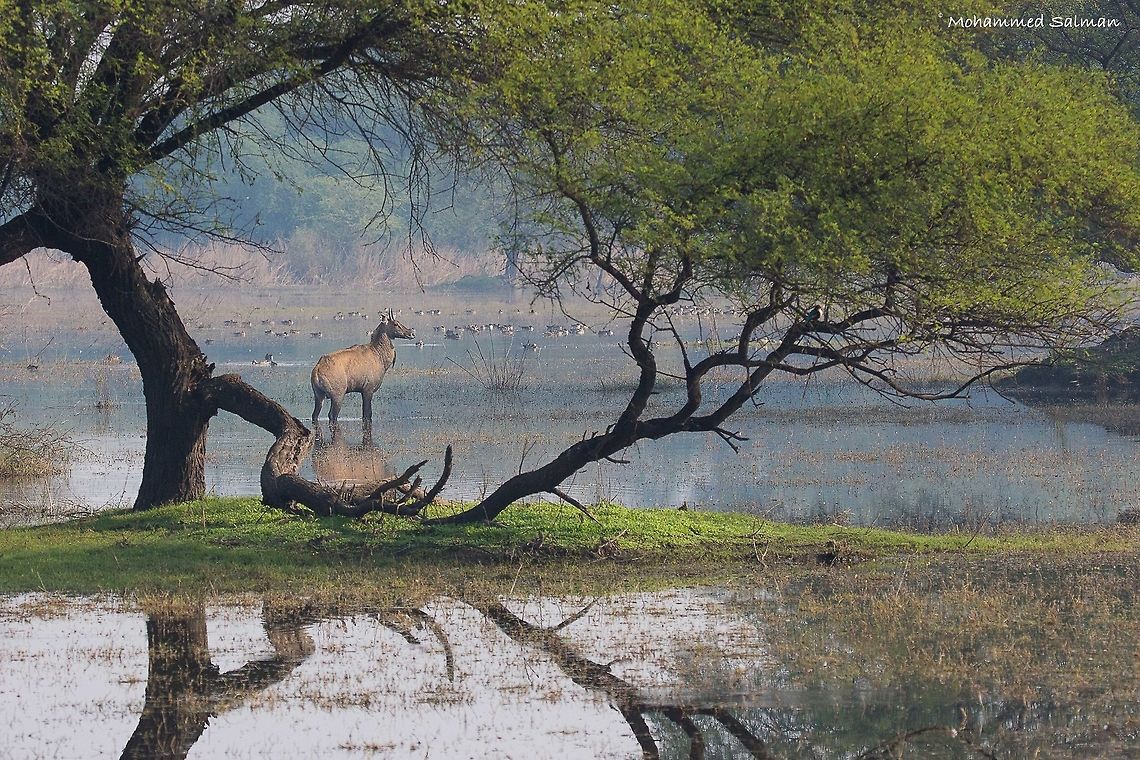 Nilgai || Bharatpur || Dec 2016.<br />
&fnof;/6.3, ISO 800, 1/2000s @ 150mm Boselaphus tragocamelus,Nilgai