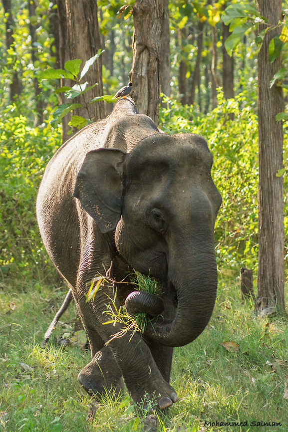 Jumbo || Kabini || Oct 2015.<br />
&fnof;/5.6, ISO 1000, 1/250s @ 140mm. Elephas maximus indicus,Indian Elephant