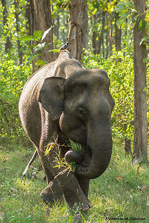 Jumbo || Kabini || Oct 2015.
ƒ/5.6, ISO 1000, 1/250s @ 140mm. Elephas maximus indicus,Indian Elephant