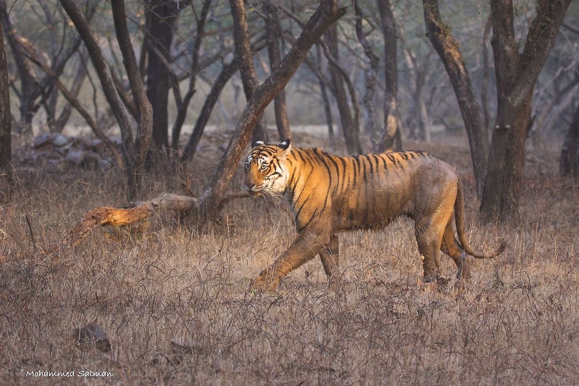 Graceful stride of Arrowhead | Ranthambore || Dec 2016.<br />
&fnof;/5, ISO 800, 1/320s @ 150 mm. Bengal tiger,Panthera tigris tigris