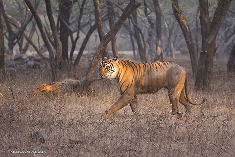 Graceful stride of Arrowhead | Ranthambore || Dec 2016.
ƒ/5, ISO 800, 1/320s @ 150 mm. Bengal tiger,Panthera tigris tigris