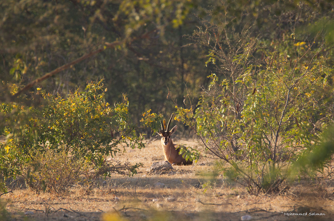 Chinkara or the Indian gazelle || Bera || Dec 2015.<br />
&fnof;/6.3, ISO 250, 1/500s @ 600mm. Chinkara,Fall,Gazella bennettii,Geotagged,India