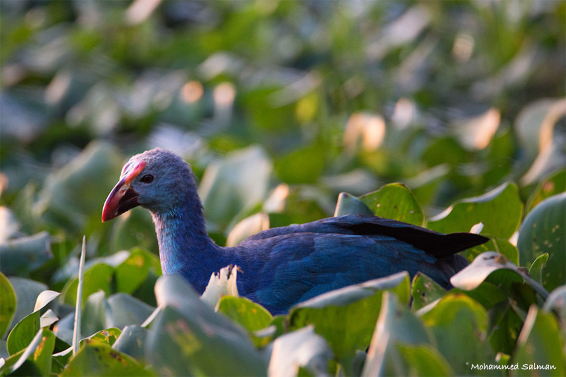 Purple swamphen || Bharatpur || Dec 2016.<br />
&fnof;/6.3, ISO 800, 1/800s @ 600mm. Porphyrio porphyrio,Western swamphen