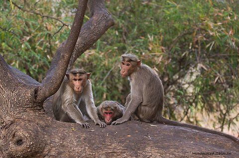 Pose || Cauvery wls || Nov 2016.
ƒ/5, ISO 320, 1/250s @ 150mm. Bonnet macaque,Macaca radiata