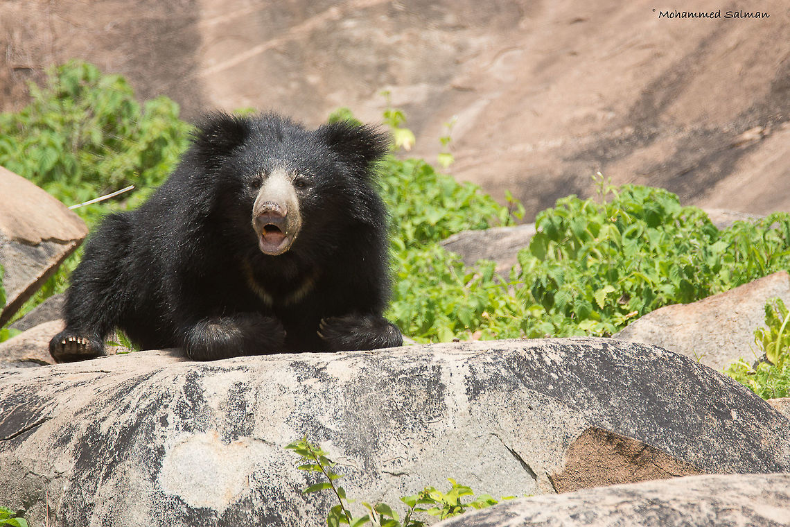 Cry of the sloth bear || Daroji || Aug 2016.<br />
&fnof;/6.3, ISO 200, 1/500s @ 500mm. Melursus ursinus,Sloth bear