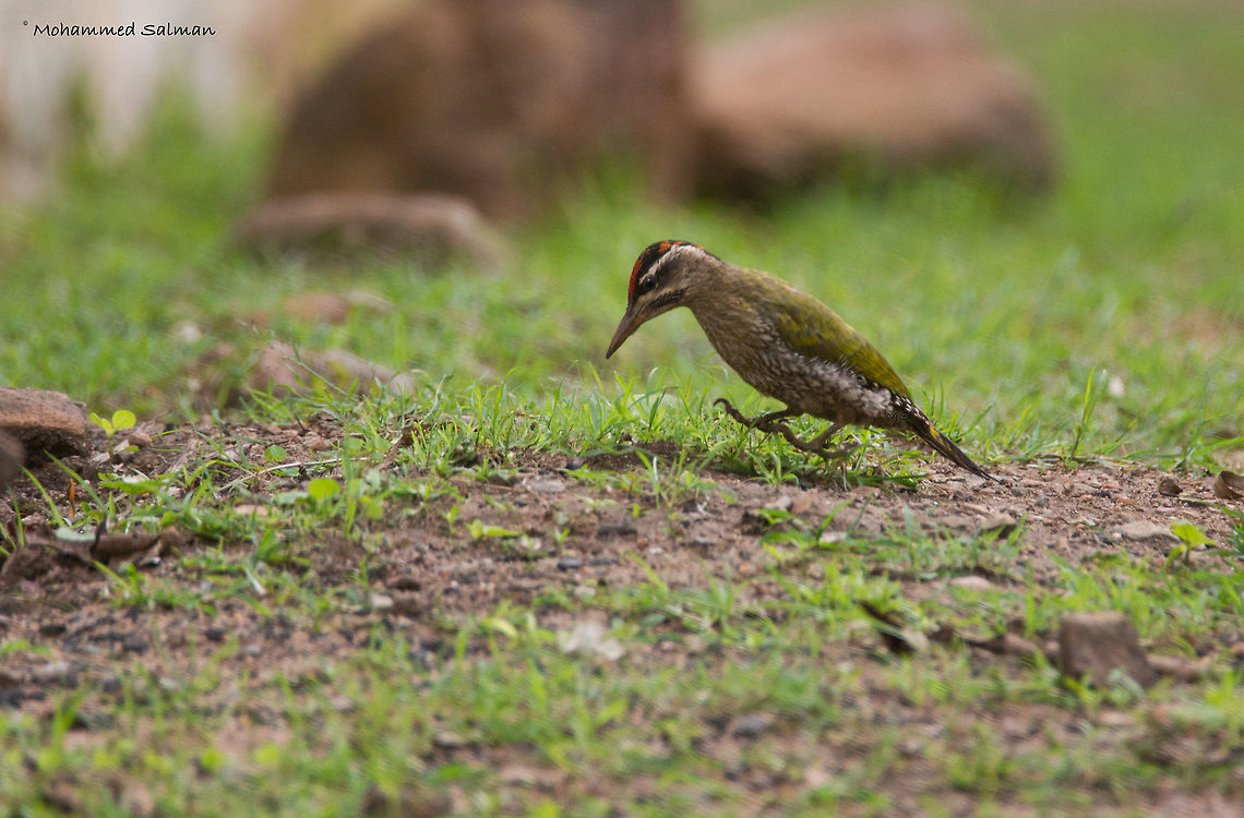 Streak-throated woodpecker || Brt || July 2016 ||<br />
&fnof;/6.3, ISO 1000, 1/500s @ 600mm. Picus xanthopygaeus,streak throated woodpecker