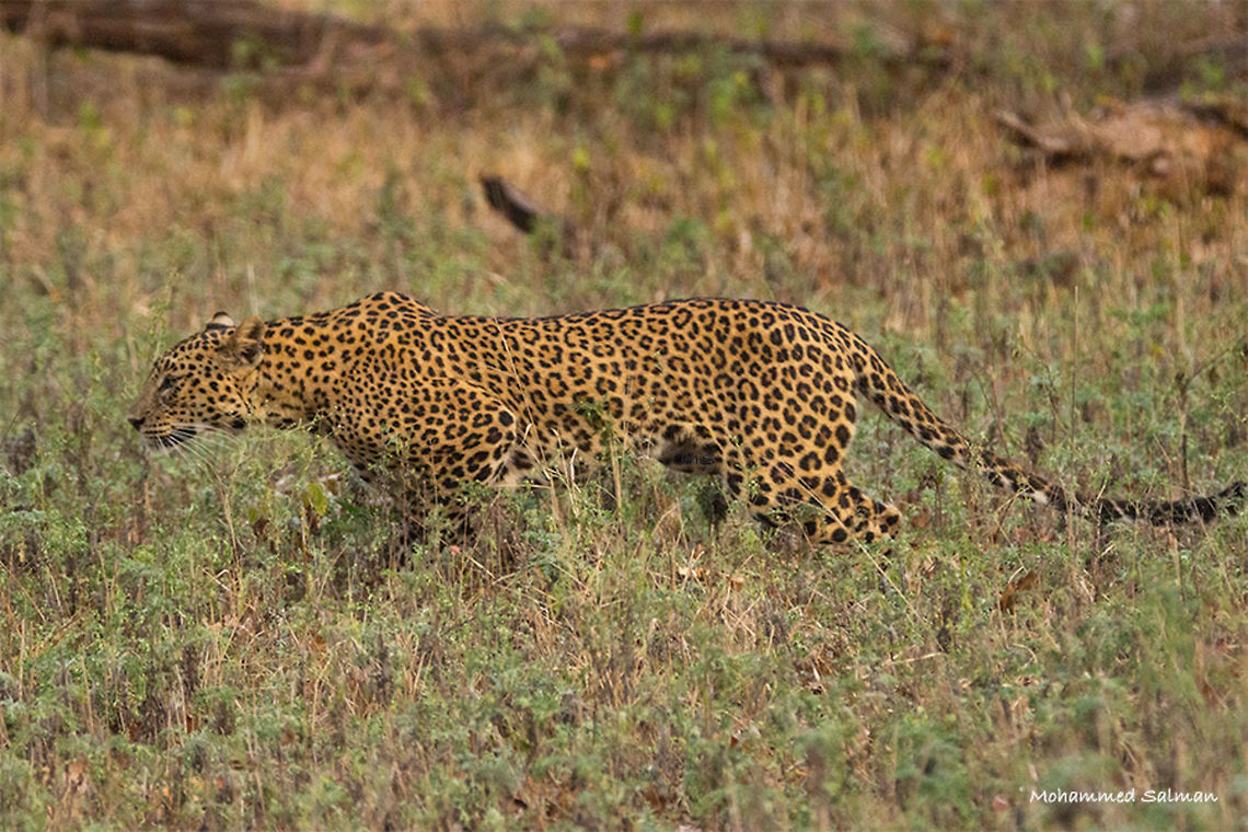 Sub-adult leopard || Kabini || Jan 2017.<br />
&fnof;/5.6, ISO 3200, 1/2500s @ 330mm. Indian leopard,Panthera pardus fusca