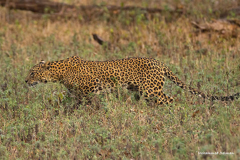 Sub-adult leopard || Kabini || Jan 2017.
ƒ/5.6, ISO 3200, 1/2500s @ 330mm. Indian leopard,Panthera pardus fusca