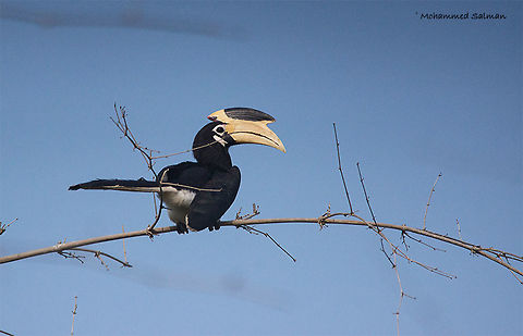 Malabar pied hornbill || Bhadra || Nov 2016.
ƒ/6.3, ISO 800, 1/4000s @ 600mm. Anthracoceros coronatus,Malabar pied hornbill