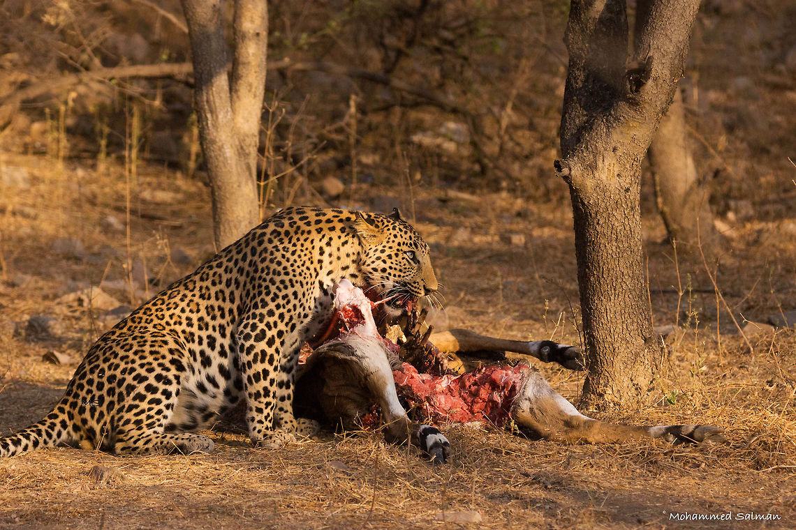 A leopard's feast || Jhalana || Dec 2016.<br />
&fnof;/5.6, ISO 1600, 1/2500s @ 280mm. Indian leopard,Panthera pardus fusca