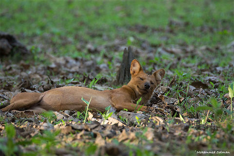 Drowsy Dhole || Nagarhole || May 2016.
&fnof;/6.3, ISO 1600, 1/125s @ 600mm Cuon alpinus,Dhole
