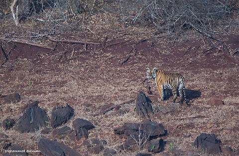 Subadult Tiger || Bhadra || Feb 2017.
ƒ/6.3, ISO 400, 1/1000s @ 600mm. Bengal tiger,Panthera tigris tigris