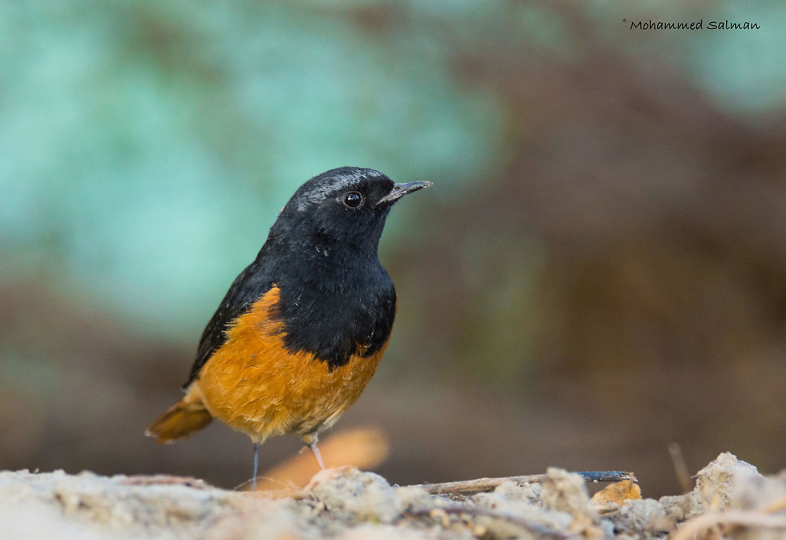 Black Redstart || Bharatpur || Dec 2016.<br />
&fnof;/6.3, ISO 800, 1/200s @ 360mm. Black Redstart,Phoenicurus ochruros