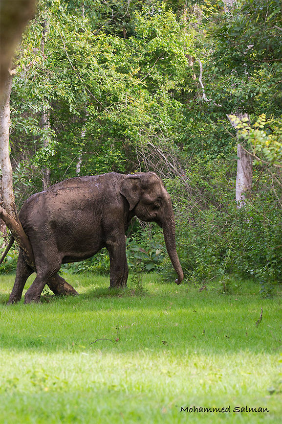 When you just can't stop that itch || Kabini || July 2016.<br />
&fnof;/6.3, ISO 640, 1/320s @ 200mm. Asian elephant,Elephas maximus