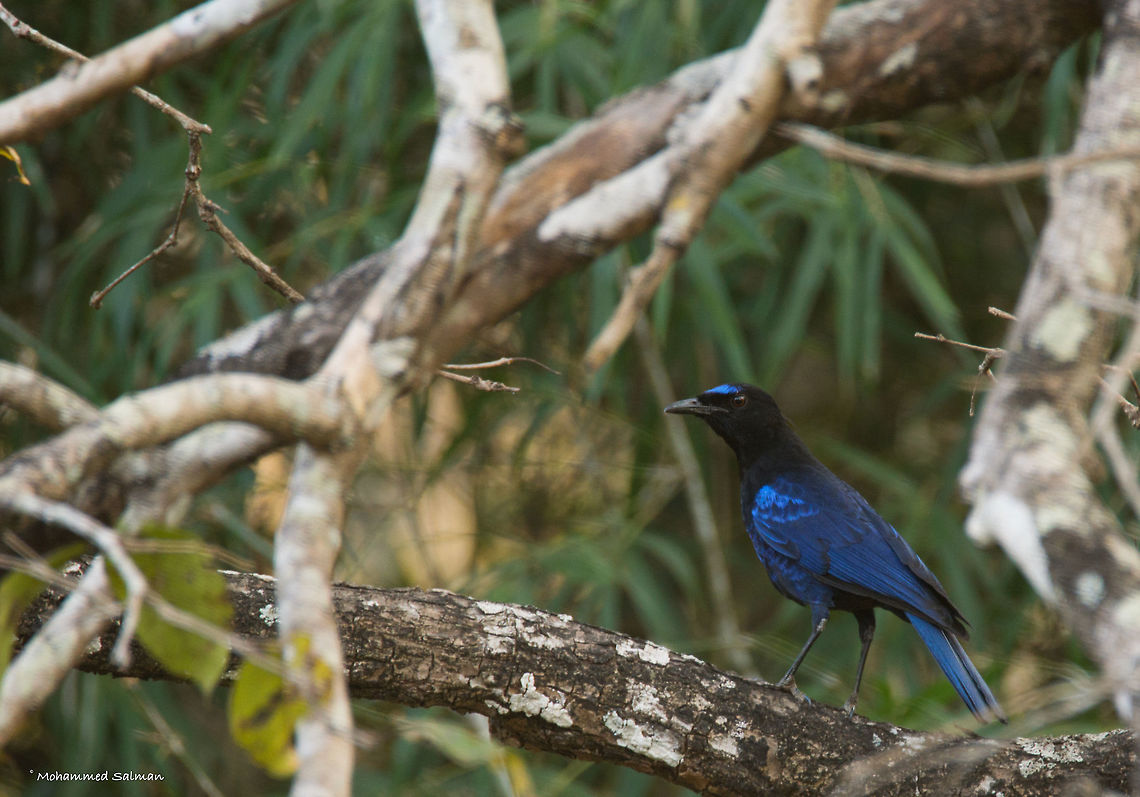Malabar whistling thrush || Bhadra || Feb 2017.<br />
&fnof;/6.3, ISO 400, 1/50s @ 600mm. Malabar whistling thrush,Myophonus horsfieldii