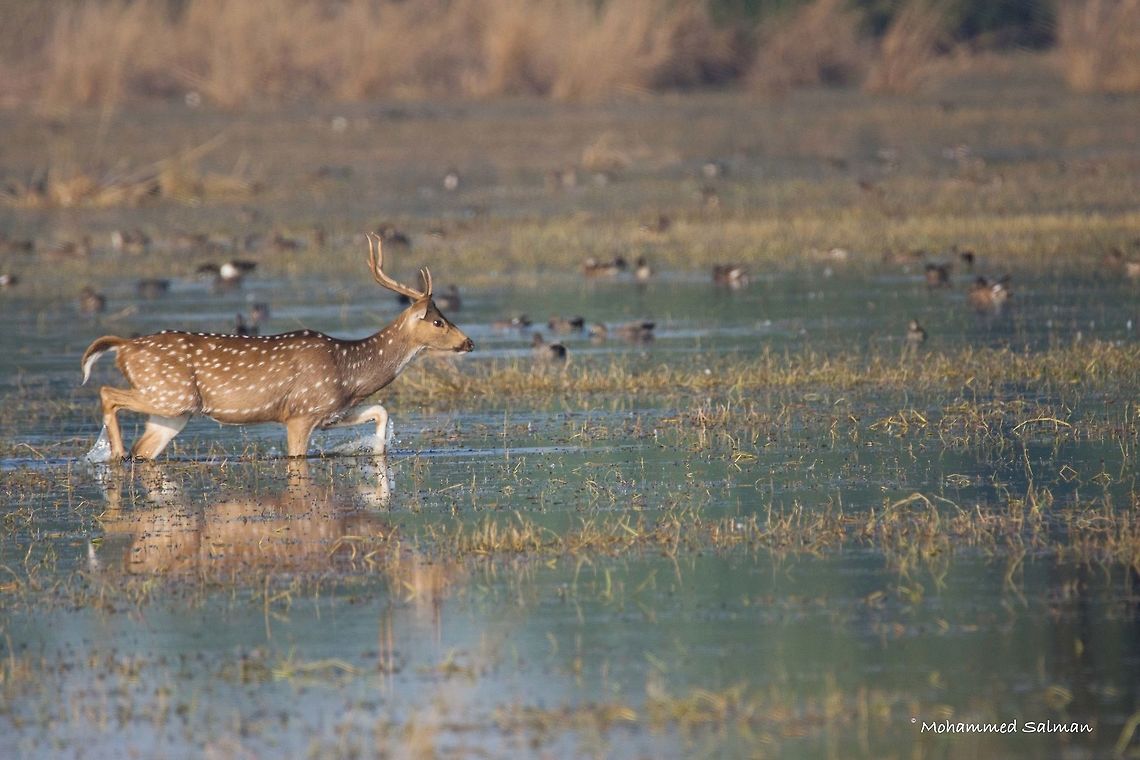 Spotted deer || Bharatpur || Dec 2016.<br />
&fnof;/6.3, ISO 800, 1/2000s @ 600mm. Axis axis,Axis deer