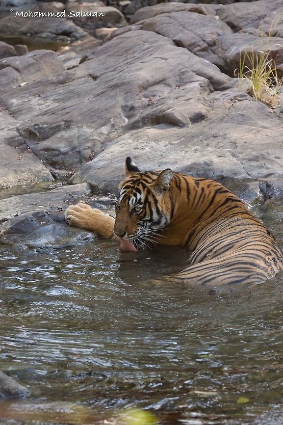 Noor, quenching her thirst || Ranthambore || Dec 2016.<br />
&fnof;/5.6, ISO 800, 1/320s @ 250 mm. Bengal tiger,Panthera tigris tigris