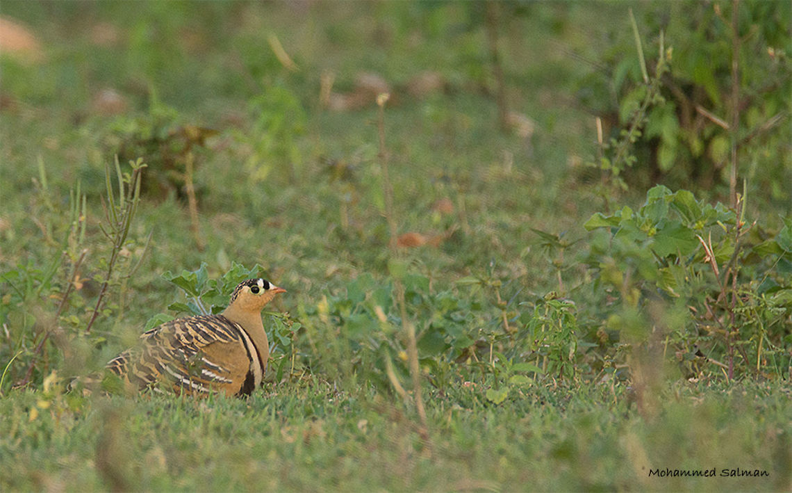 Painted sandgrouse || Hampi || Aug 2016.<br />
&fnof;/6.3, ISO 1000, 1/500s @ 600mm. Painted sandgrouse,Pterocles indicus
