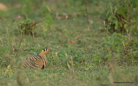 Painted sandgrouse || Hampi || Aug 2016.
ƒ/6.3, ISO 1000, 1/500s @ 600mm. Painted sandgrouse,Pterocles indicus
