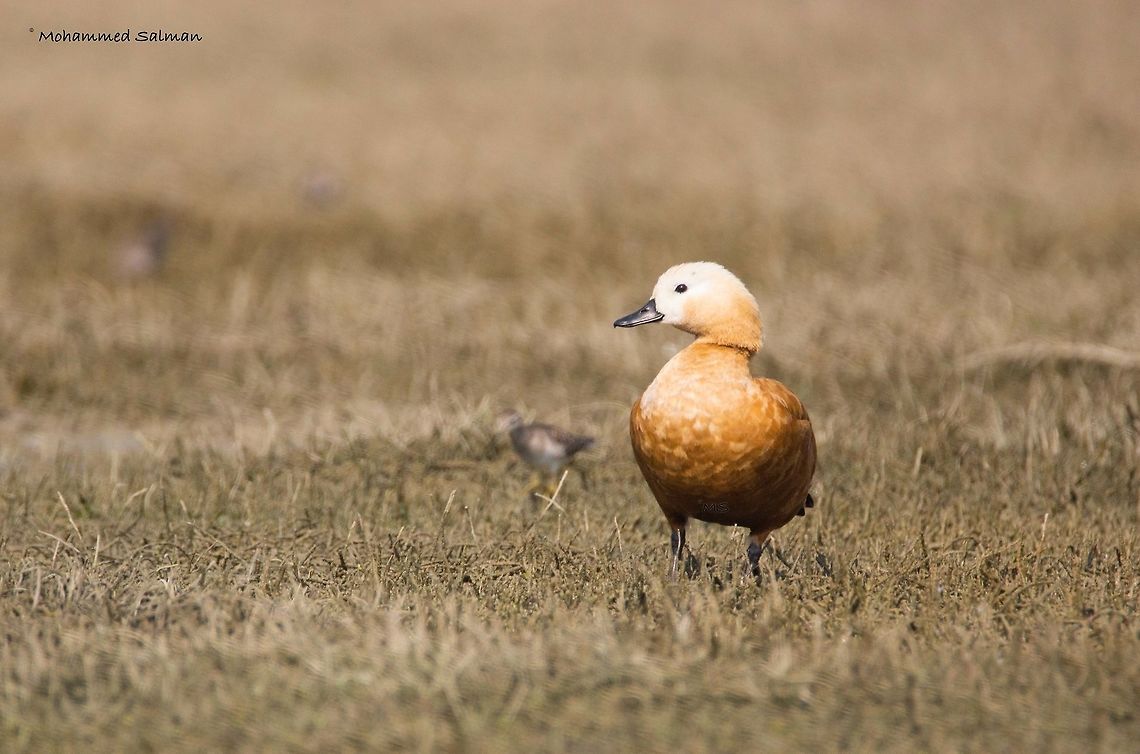 Ruddy shelduck || Bharatpur || Dec 2016.<br />
&fnof;/6.3, ISO 800, 1/2500s @ 600mm. Ruddy Shelduck,Tadorna ferruginea
