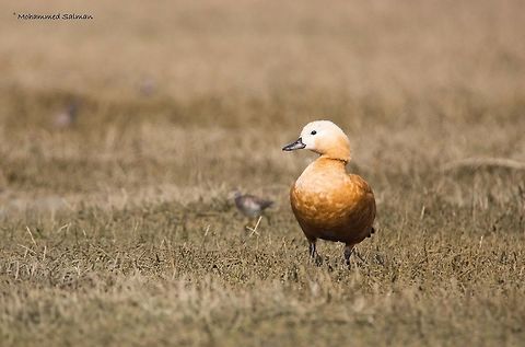 Ruddy shelduck || Bharatpur || Dec 2016.
ƒ/6.3, ISO 800, 1/2500s @ 600mm. Ruddy Shelduck,Tadorna ferruginea