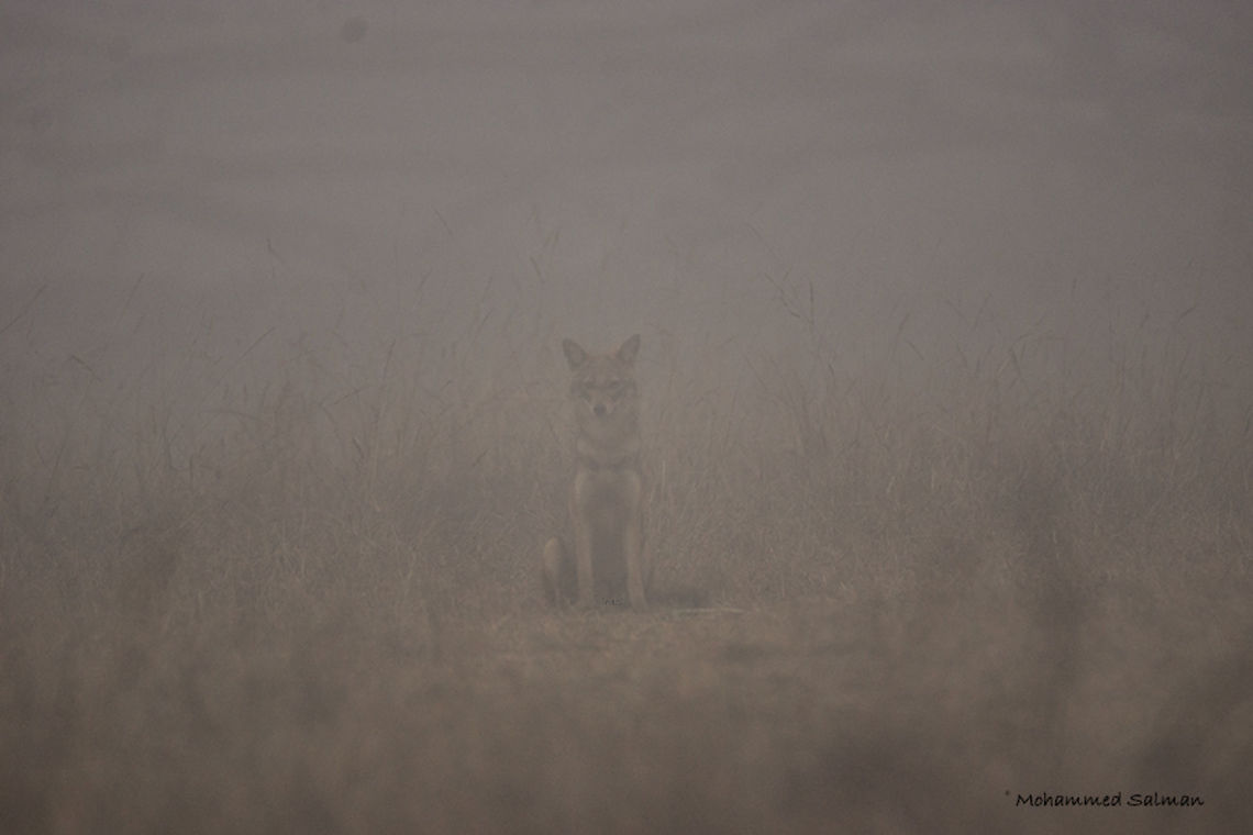 Ghost of the woods || Jackal, Bhadra || Feb 2017.<br />
&fnof;/6.3, ISO 400, 1/400s @ 600mm. Canis aureus indicus,Indian jackal