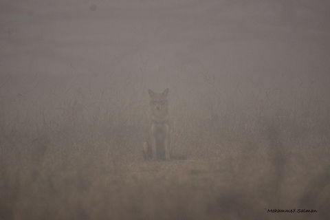 Ghost of the woods || Jackal, Bhadra || Feb 2017.
ƒ/6.3, ISO 400, 1/400s @ 600mm. Canis aureus indicus,Indian jackal