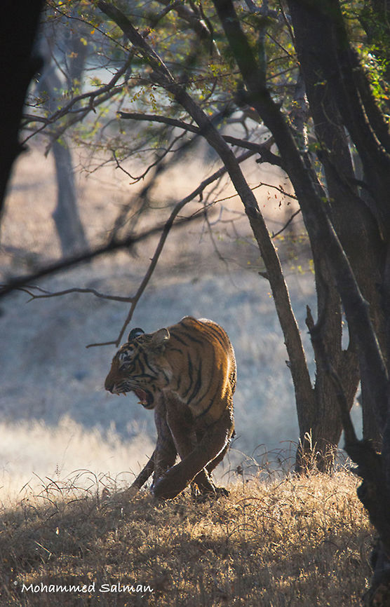 Don't angry me || Ranthambore || Dec 2016.<br />
&fnof;/5.6, ISO 800, 1/500s @ 600 mm. Bengal tiger,Panthera tigris tigris