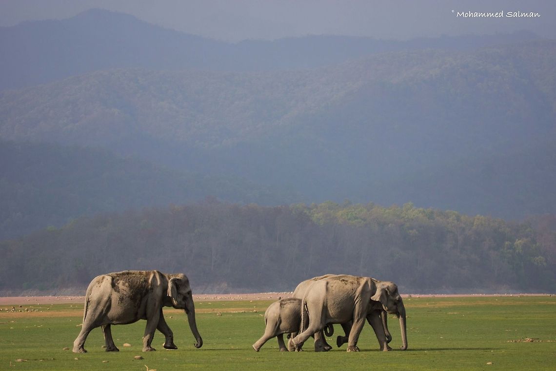Elephants || Dhikala, Corbett || April 2016.<br />
&fnof;/5, ISO 300, 1/500s @ 150mm Asian elephant,Elephas maximus,Geotagged,India,Spring