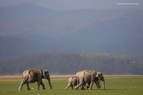 Elephants || Dhikala, Corbett || April 2016.
ƒ/5, ISO 300, 1/500s @ 150mm Asian elephant,Elephas maximus,Geotagged,India,Spring