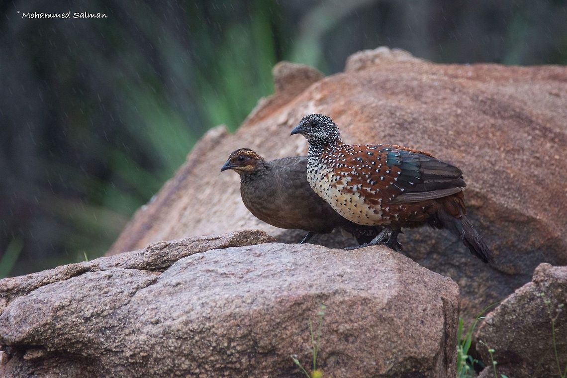 Painted spurfowl pair || Hampi || Aug 2016.<br />
&fnof;/6.3, ISO 1600, 1/320s @ 500mm Galloperdix lunulata,Painted spurfowl