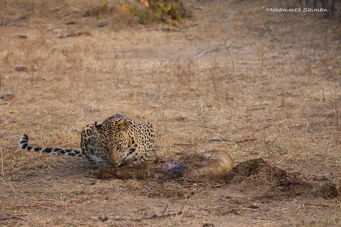 leopard's stare || Jhalana || Dec 2016.<br />
&fnof;/5, ISO 3200, 1/640s @ 150mm. Indian leopard,Panthera pardus fusca
