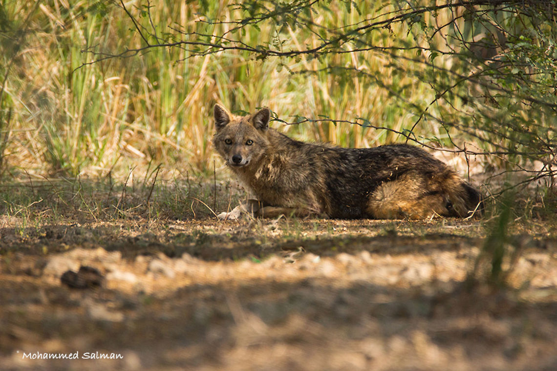 Jackal || Bharatpur || Dec 2016.<br />
&fnof;/6.3, ISO 800, 1/1000s @ 600mm. Canis aureus,Golden jackal