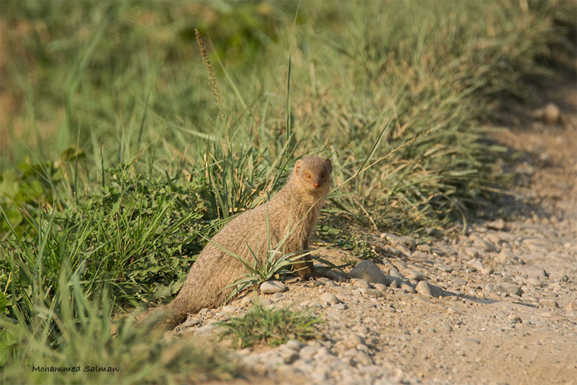 Indian grey mongoose || Dhikala, Corbett || April 2016.<br />
&fnof;/6.3, ISO 400, 1/1250s @ 600mm Geotagged,Herpestes edwardsii,India,Indian grey Mongoose,Spring