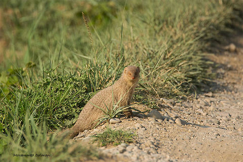 Indian grey mongoose || Dhikala, Corbett || April 2016.
ƒ/6.3, ISO 400, 1/1250s @ 600mm Geotagged,Herpestes edwardsii,India,Indian grey Mongoose,Spring