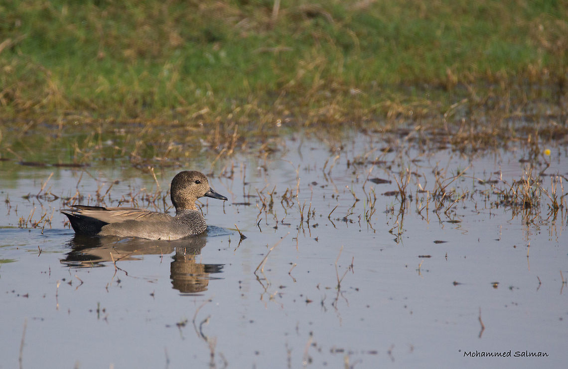 Gadwal || Bharatpur || Dec 2016.<br />
&fnof;/6.3, ISO 800, 1/2500s @ 600mm. Anas strepera,Gadwall,Mareca strepera