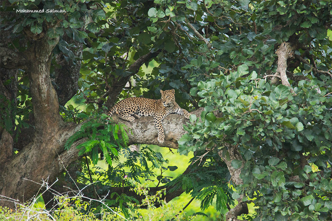 Leopard chillin' out || Bandipur || July 2016.<br />
&fnof;/6.3, ISO 1250, 1/500s @ 600mm. Indian leopard,Panthera pardus fusca