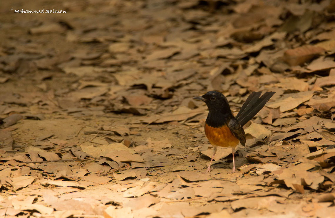 White Rumped Shama || Dhikala, Corbett || April 2016.<br />
&fnof;/6.3, ISO 500, 1/500s @ 600mm. Copsychus malabaricus,Geotagged,India,Spring,White-rumped shama